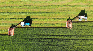 Белгидромет: теплая погода будет способствовать отрастанию трав
