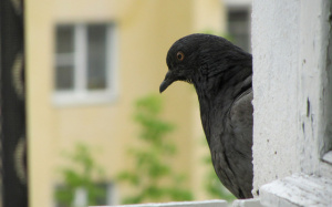 Как птица мира может стать причиной ссоры: что предпринять, если соседи сверху кормят голубей