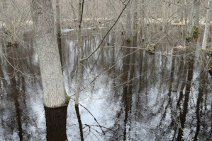 Белгидромет: в ближайшие дни на большинстве рек Беларуси будет наблюдаться спад уровней воды