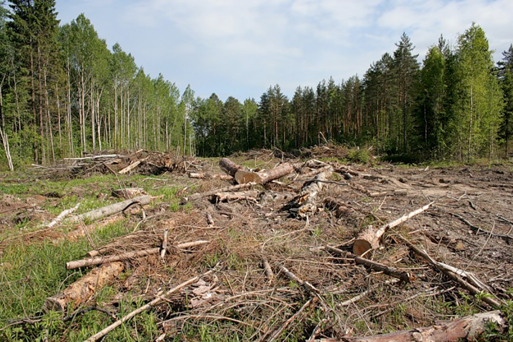 Заготовка древесины витебская область