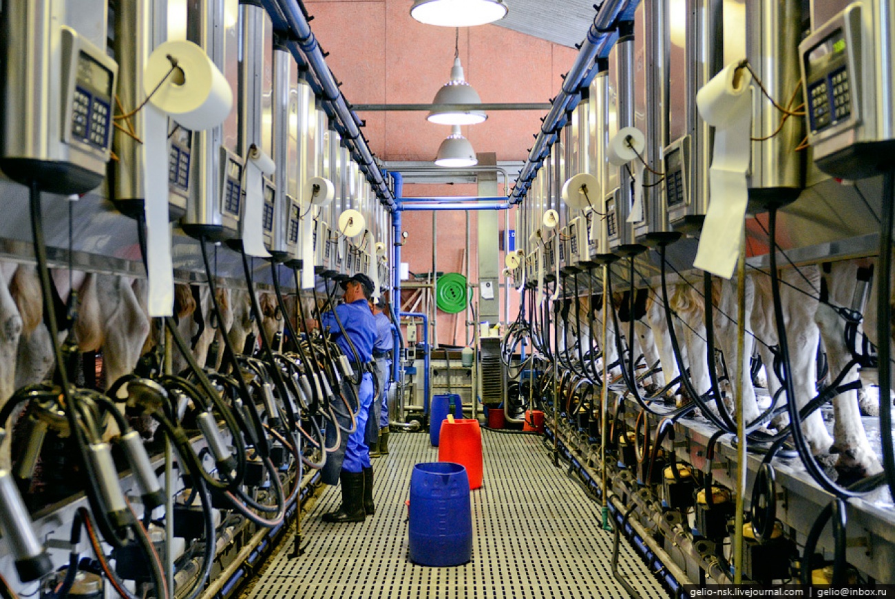 Витебская область производство молока
