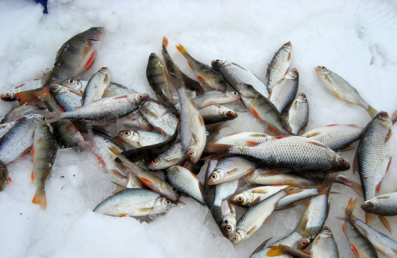 Жителя Витебска за 800 граммов выловленной сетью рыбы, приговорили к 8 месяцам колонии, присудили возместить ущерб 95 миллионов рублей и оштрафовали на 50 базовых величин