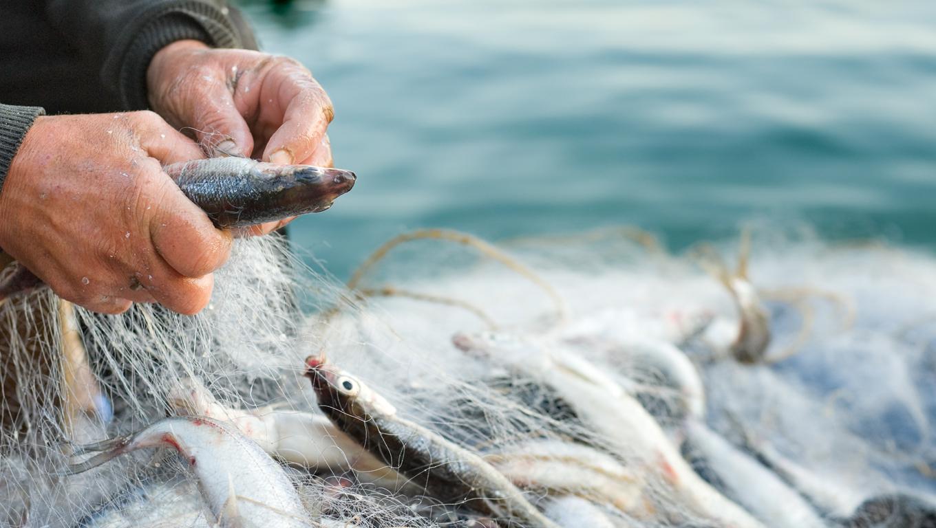 Торговля рыболовными сетями через Интернет