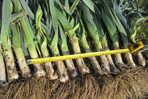 Лук-порей: выращивание и уход от посева семян и до сбора урожая