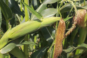 Уборка кукурузы стартовала в четырех районах Витебской области