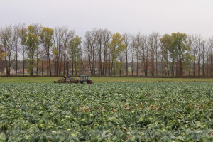 В производственном кооперативе «Ольговское» Витебского района заканчивают уборку капусты
