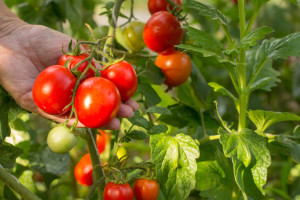 Ускорить созревание томатов: зачем это нужно, лучшие способы, рекомендации