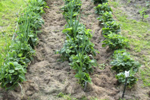 Битва за урожай: зачем сажать чеснок в клубнику