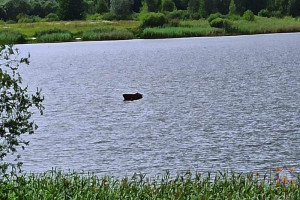 В Лепельском районе очевидец спас мужчину упавшего из лодки в воду