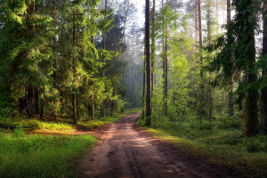 Запреты на посещение лесов действуют в 19 районах Беларуси