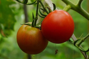 Как вырастить хорошую рассаду томатов? 4 проверенных совета от опытных дачников