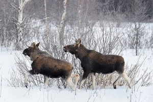 С 1 января сезон охоты на лося и оленя открывается в Беларуси