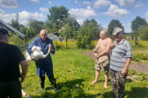 В Чашникском районе спасли лебедя
