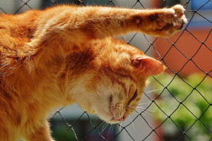 Зараженного бешенством котенка обнаружили на улице Гагарина в Витебске
