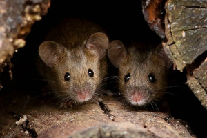 Как защитить дачный дом от проникновения мышей