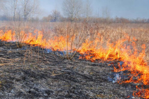 В Браславском районе мужчина получил ожоги, пытаясь потушить пожар сухой травы