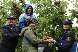 Иностранных студентов ВГУ отправили убирать яблоки садов Толочинского консервного завода