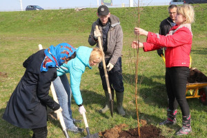 Во время месячника по озеленению в Витебске высадили более 4 тысяч деревьев и декоративных кустарников 