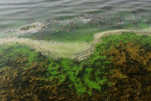 Вода в Двине стала ядовито-зеленой: витебчане волнуются, не связано ли это с вредными сбросами