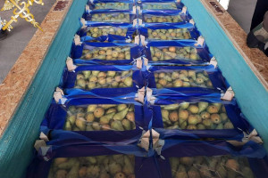 Под видом строительных материалов из Беларуси пытались незаконно вывезти почти 30 тонн груш