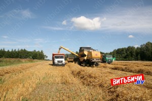 В Витебской области убрано 99% зерновых