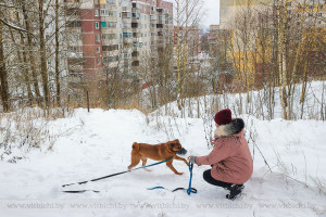 Наше собачье дело: почему многие жители Витебска нарушают правила выгула животных в городе