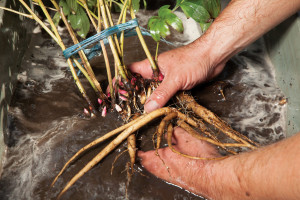 Травянистые пионы – когда делить и как правильно пересаживать