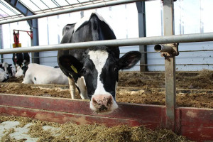 Главный ветврач одной из сельхозорганизаций Витебского района скрыл вынужденный убой более 20 голов крупного рогатого скота