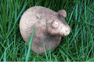 Смешную картошку в виде мышки нашли в Беларуси