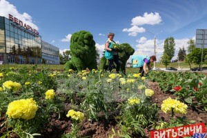 Более миллиона цветов высадят в этом году весной и летом в Витебске