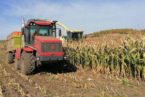 В Витебской области кукурузу уже убрали с 71 процента площадей. Как проходит работа в поле?