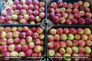 Фрукты под прикрытием? Таможенники пресекли незаконное перемещение 20 тонн яблок и груш