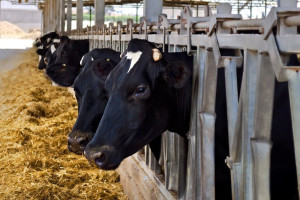 Госконтроль установил факты сокрытия падежа животных на сельхозпредприятии в Дубровенском районе