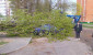 В Витебске упавшие из-за сильного ветра деревья повредили 5 легковых автомобилей