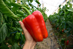 Когда снимать перцы с куста: собираем урожай вовремя