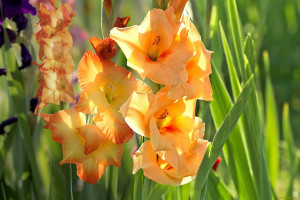 Простая подкормка для необычайно яркого цветения гладиолусов
