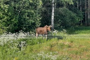 В Витебском районе лось пришел на "бизнес-ланч". Его заметили у местного кафе 