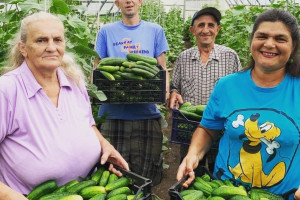 Проживающие в Бабиничском психоневрологическом доме-интернате под руководством инструкторов по трудовой терапии освоили все этапы сельхозработ по выращиванию овощей