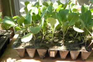 Секреты выращивания хорошей рассады капусты