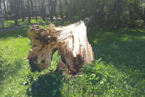 В Витебске из-за сильного ветра упало дерево