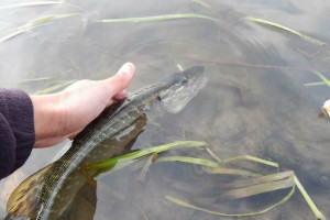 В озеро Белое в Городокском районе запустят больше полутора тонн рыбы