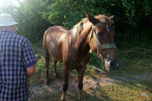 Докшицкие спасатели помогли лошади, которая провалилась в колодец