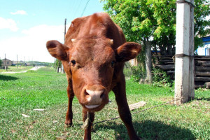 В Браславе сельчанин украл у фермера бычка