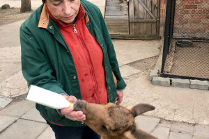 В Витебском зоопарке - новосел: сюда доставили крошку-лосенка