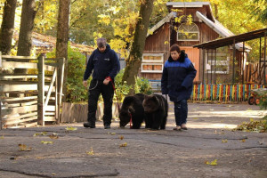 В Витебском зоопарке началась реконструкция вольера для медвежат