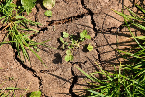 В начале июля в Витебском и Полоцком районах зафиксировано опасное агрометеорологическое явление — почвенная засуха