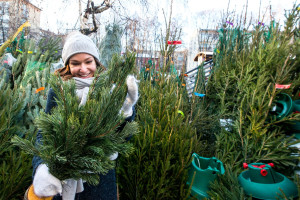 С 20 декабря в Витебске начнут работать елочные базары