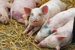 Меры по недопущению распространения африканской чумы свиней и других опасных болезней животных усилены в Витебской области