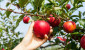 Витебские студенты помогают убирать урожай в самых больших яблоневых садах области