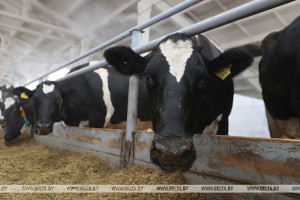 Прокуратура Витебской области: удовлетворены 30 исков за падеж скота на сумму более Br40 тыс.
